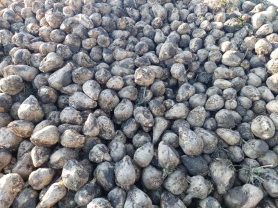 Graanrepubliek_oktober_2024_76